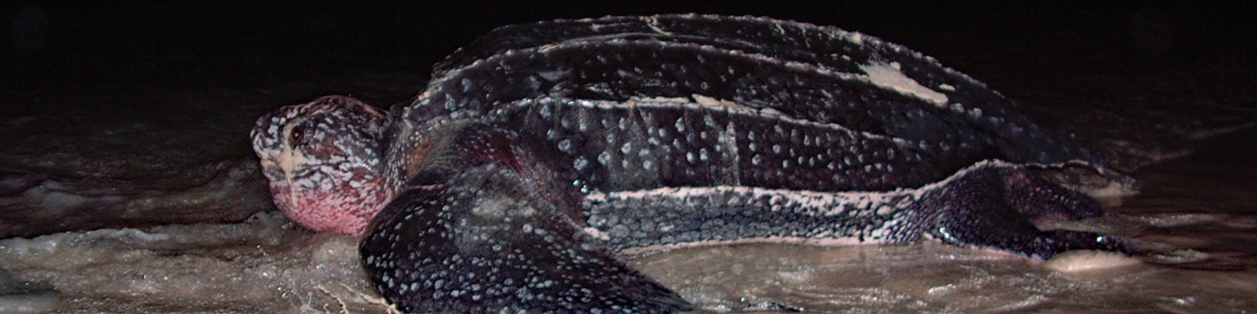 Leatherback Turtle - Copyright Peter Richardson