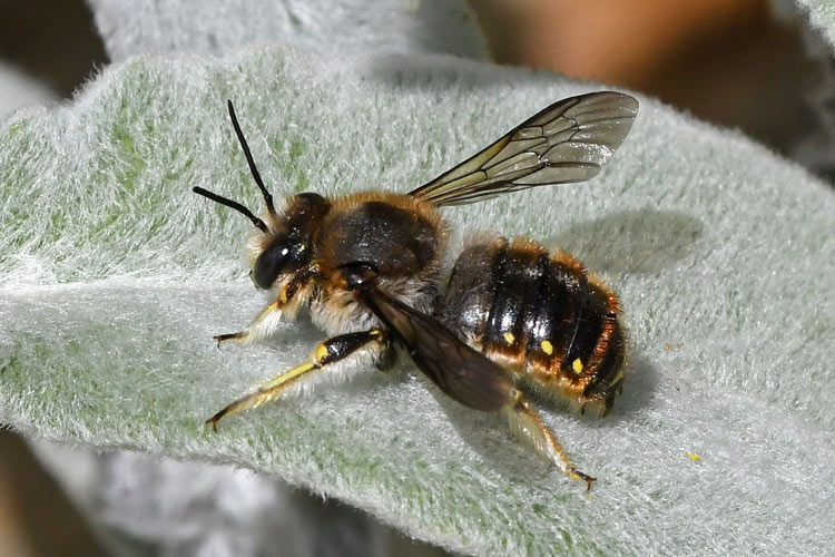  Wool Carder Bee - Liam Olds