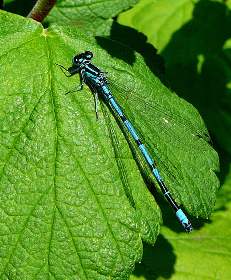 Azure Damselfly - Trevor Theobald