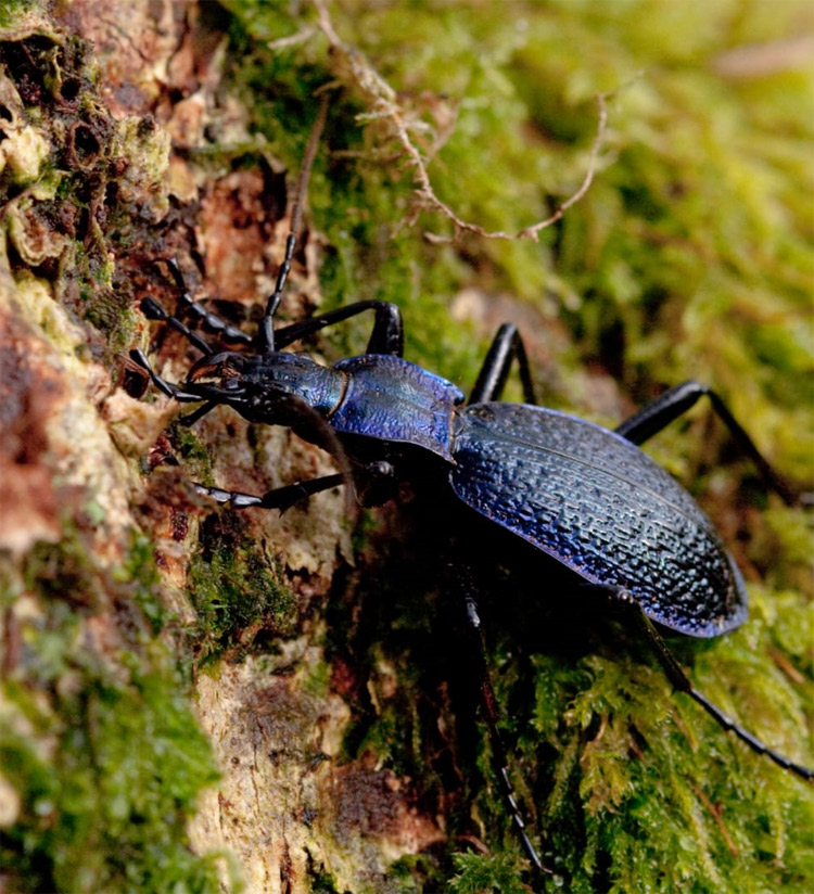 Blue Ground Beetle, Vaughn Matthews