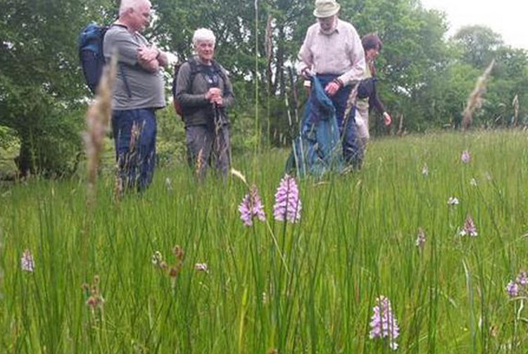 Volunteers at Cwm Ivy Meadow, part of the Carmarthenshire Meadows Project