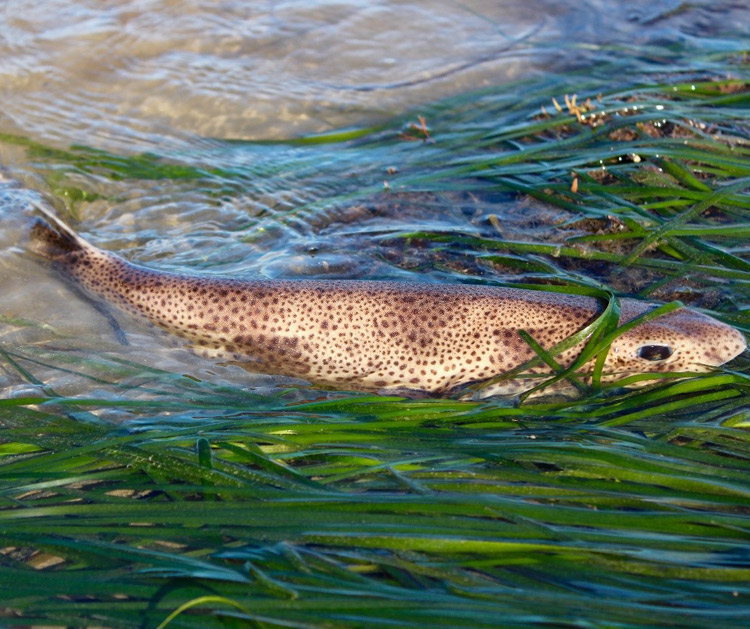 Dogfish by Alison Palmer Hargrave