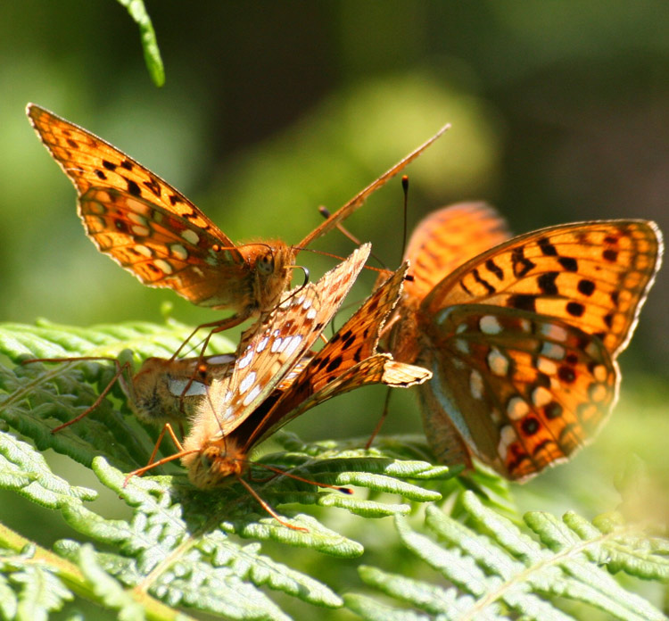 Argynnis adippe, Britheg frown