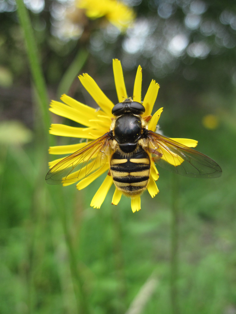 Hover fly