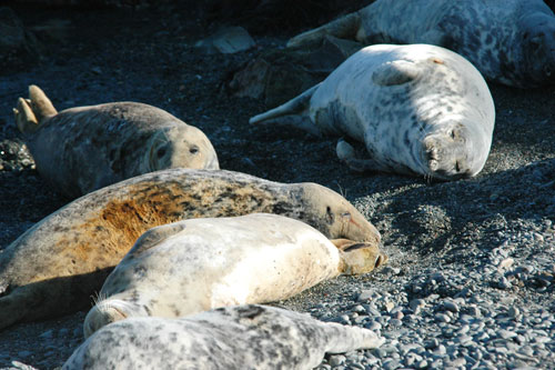 Atlantic grey seal Halichoerus grypus_Copyright NRW Marine Monitoring Team