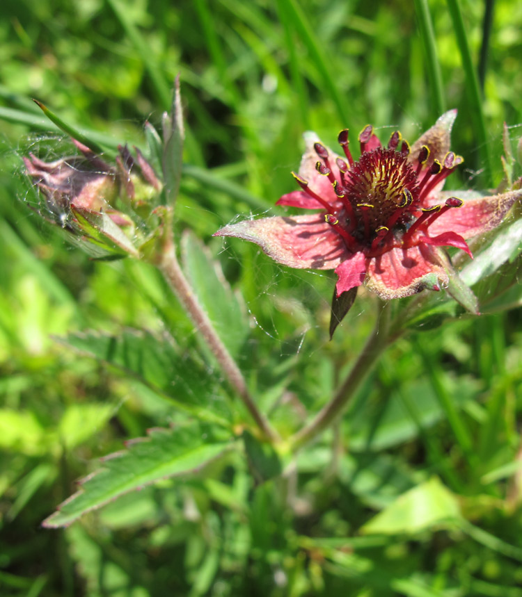 Marsh Cinquefoil at Pant Marsh by Lyn Evan