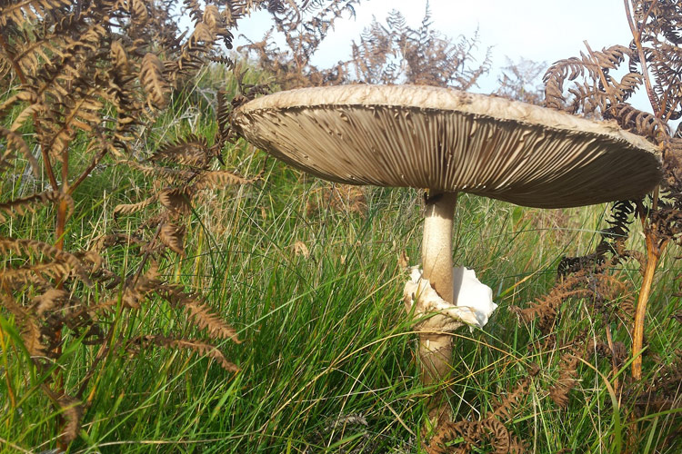 Parasol