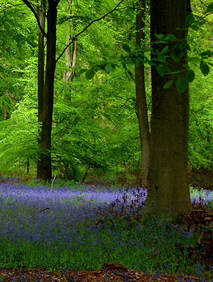 Bluebells - Trevor Theobald