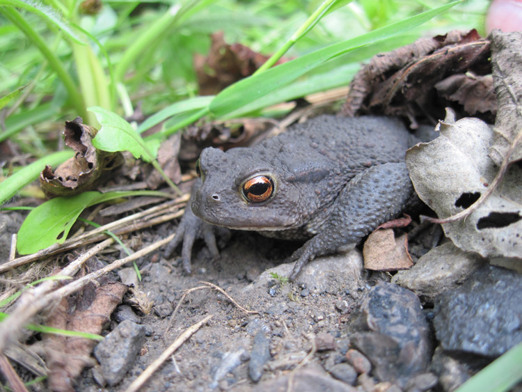 Common toad