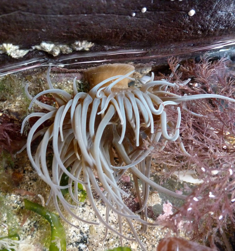 Snakelocks Rockpool - Trevor Theobald