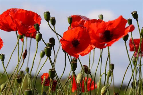 Wildlife Gardening