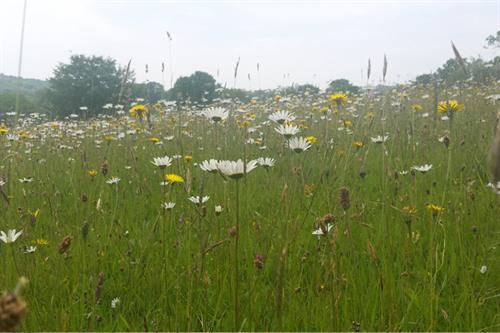 Urban & Brownfield Ecosystem