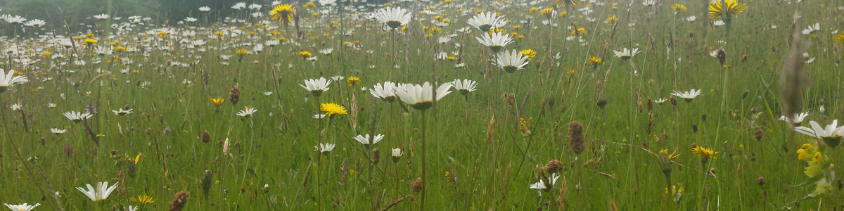 Urban & Brownfield Ecosystem