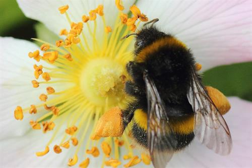 bee