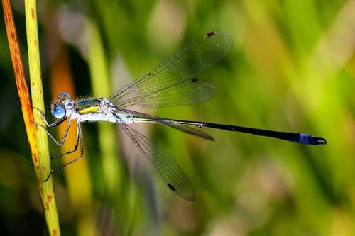 Damselfly