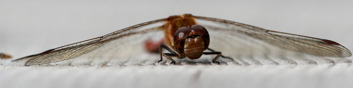 Common darter - Alun Williams