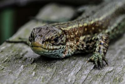 Common lizard