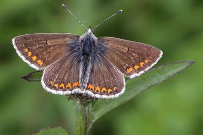 Brown argus 