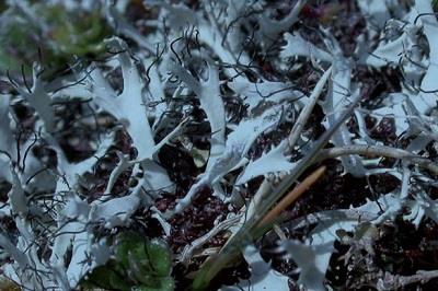 Cilliate strap lichen Ray Woods