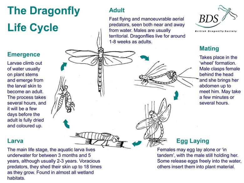 wales-biodiversity-partnership-dragonflies-damselflies