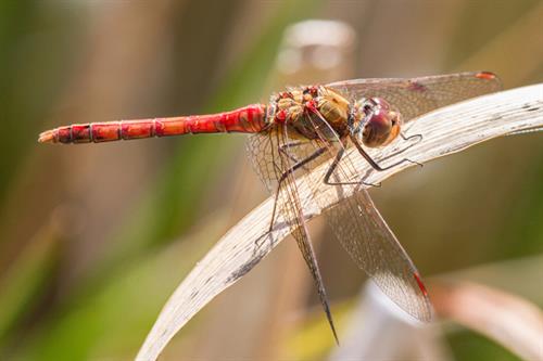 Common darter - Alun Williams