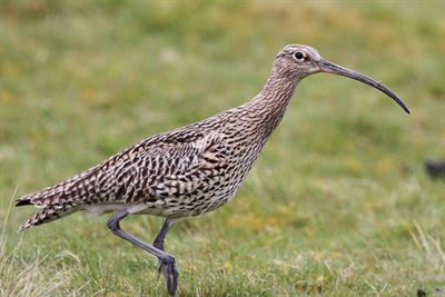 Curlew - Alun Williams