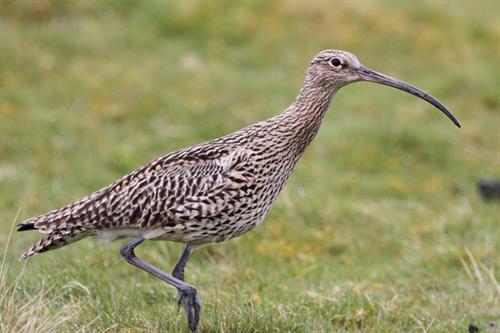 Curlew