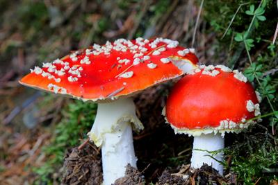 Fly agaric