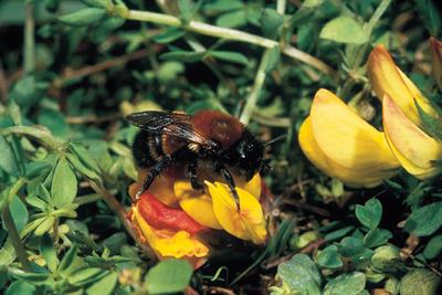 Osmia xanthomelana (MJ Hammett_NRW)