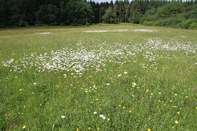 LWS Gweirglodd Glaswelltir Niwtral yn New Grove Farm © Andy Karran /Ymddiriedolaeth Natur Gwent