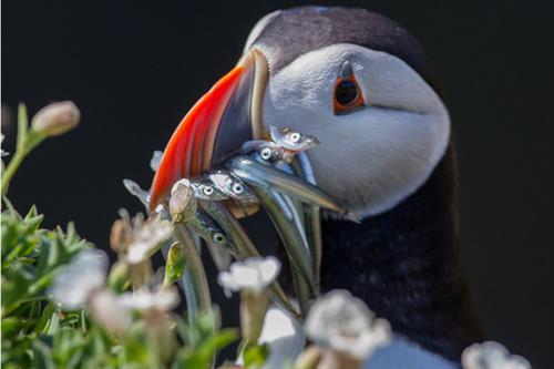 Puffin Alun Williams