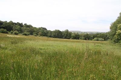 Marshy Grassland LWS in Caerphilly with abundant Devils Bit Scabious (Succisa pratensis) © Andy Karran /Gwent Wildlife Trust