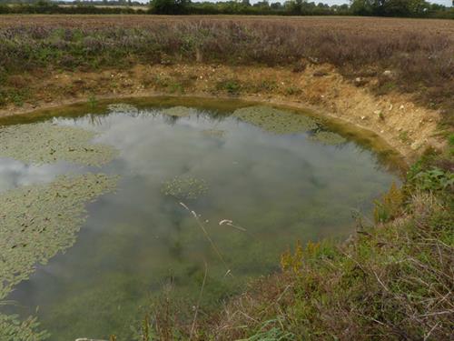 Safle Ghost Pond yn Guestwick yn dangos cytrefi o blanhigion