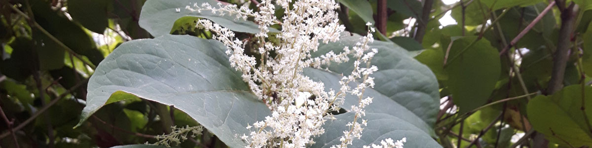 Japanese Knotweed