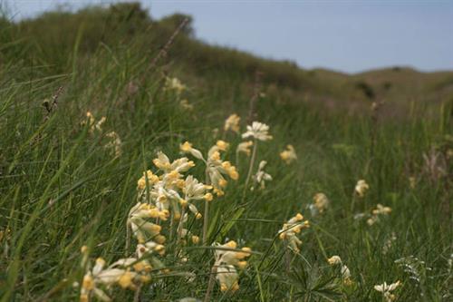 Cowslip - S McHugh