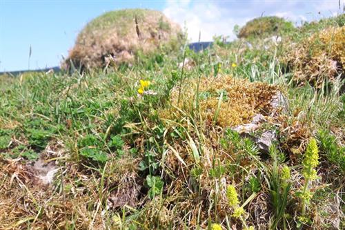 Ant hills on limestone grassland Allt Rhongwr - S McHugh