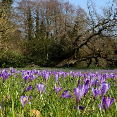 Garddio er budd Bywyd Gwyllt