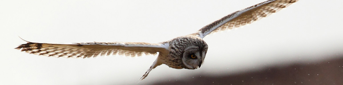 Short eared owl - Alun Williams