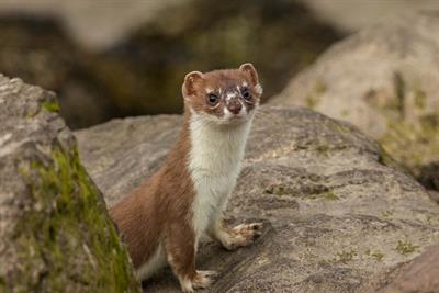 Stoat- Alun Williams