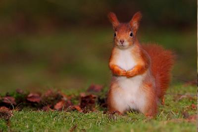 red squirrel