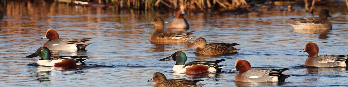 Winter ducks - Alun Williams