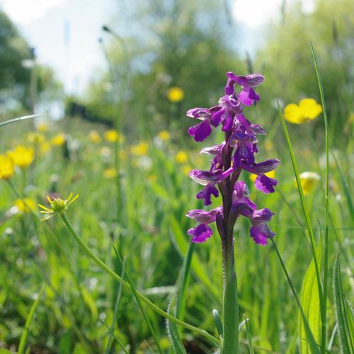 Monmouthshire image by Alun Williams