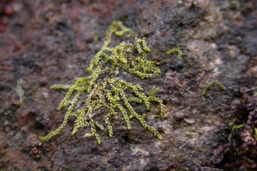 Welsh Sphagnum Moss