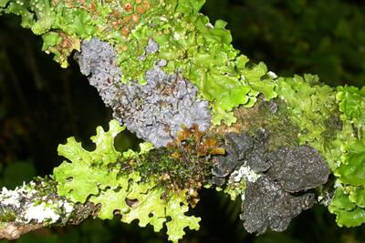 Lobarion Burren- Ireland - R Woods