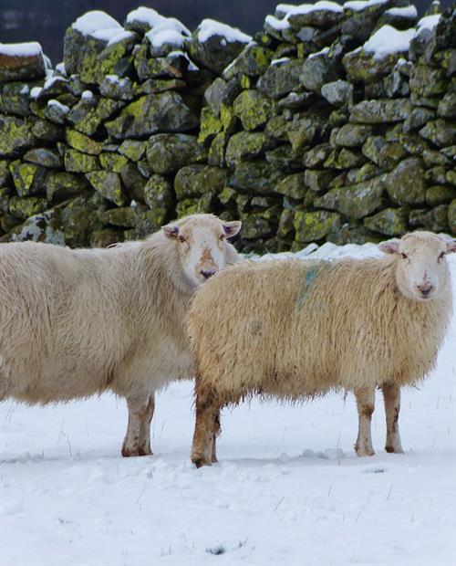 Defaid Mynydd Cymreig ar y Carneddau (Gethin J Davies)