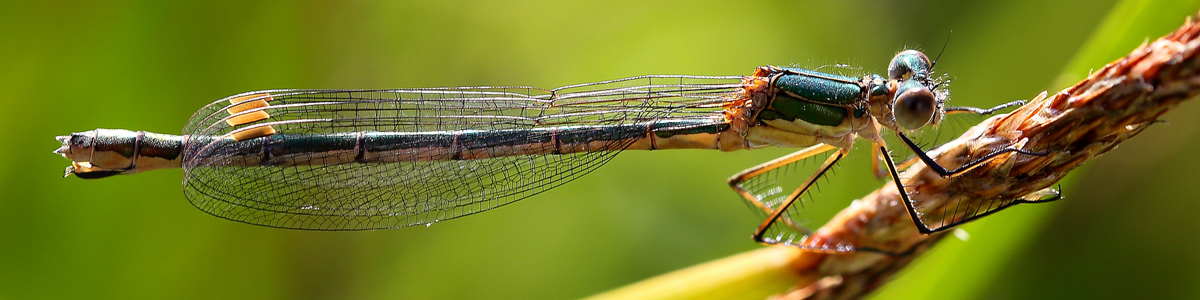 Emerald damselfly - Alun Williams