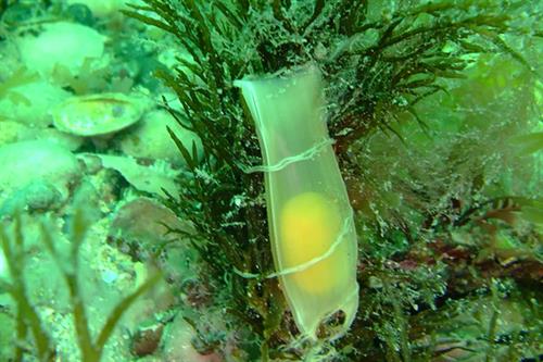 Nursehound eggcase_Copyright Natural England - Anglea Gall