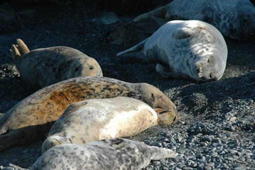 Atlantic grey seal Halichoerus grypus_Copyright NRW Marine Monitoring Team