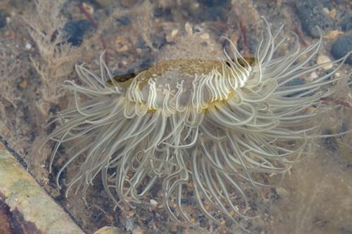 Anemone Sargartiogetan undatus _Copyright Laura Grant