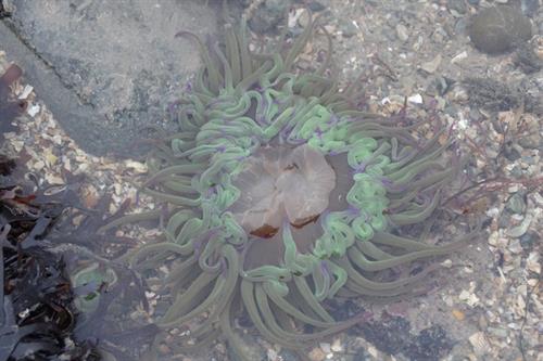 Anemoni nadreddog gwyrdd Anemonia viridis_Hawlfraint Laura Grant